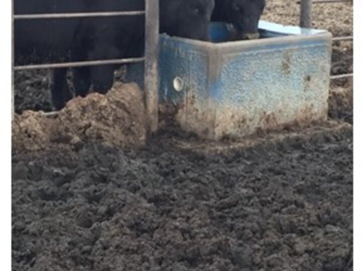 Muddy feedlot conditions common in Nebraska in 2019 lead to poor animal performance, some health issues, and increased odors as temperatures warm. What are your options for minimizing these challenges?