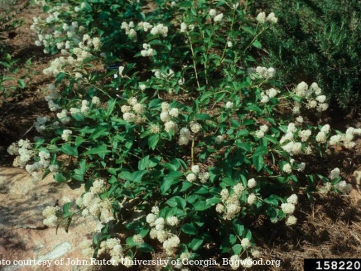 Photo of New Jersey Tea courtesy of John Ruter, University of Georgia, Bugwood.org