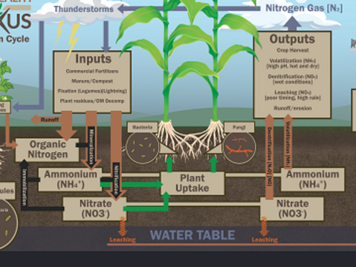 nitrogen cycle