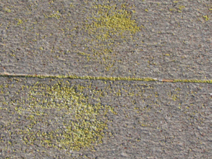 Pesticides on concrete