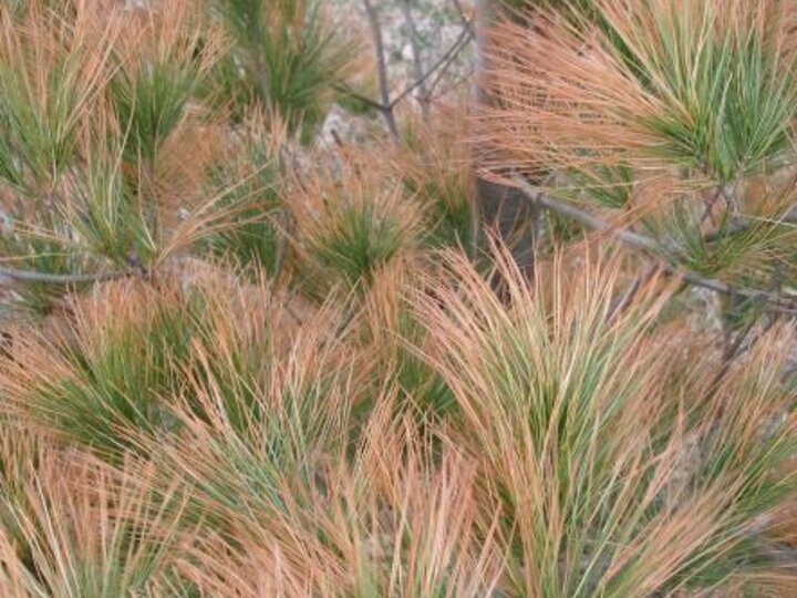 Winter desiccation of white pine, Pinus strobus, needles.