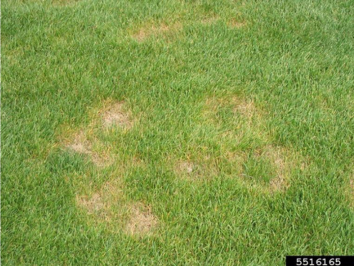 summer patch in the lawn