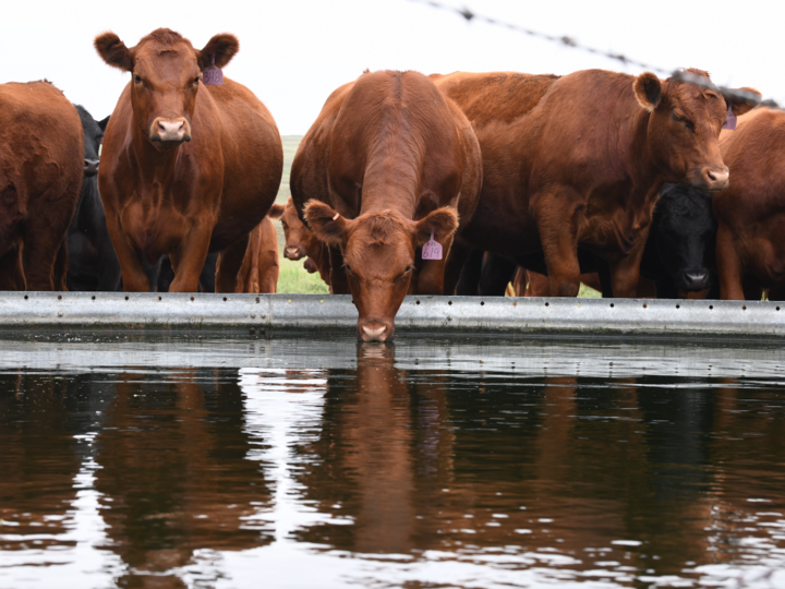 cattle at a water tank