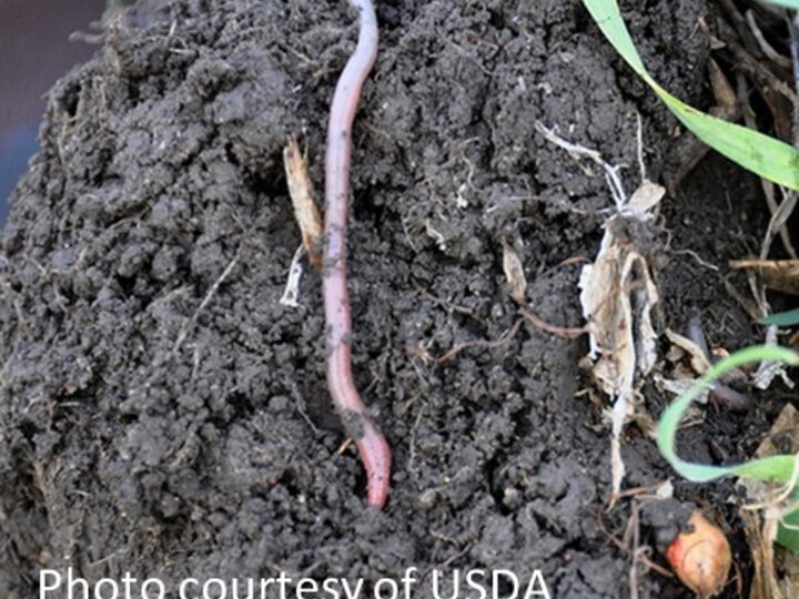 Manure application improves your soil's health and productivity.  This article introduces those benefits for soils' physical, chemical, and biological characteristics. 