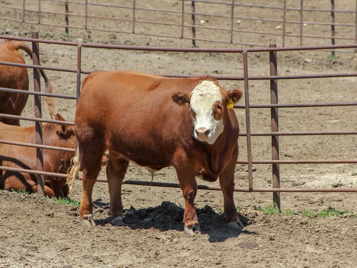 Steer in feedlot. Photo credit Troy Walz.