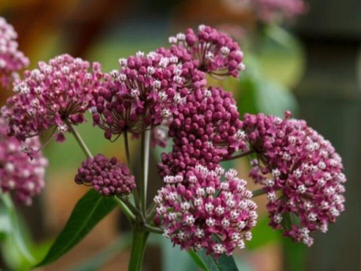 Swamp Milkweed
