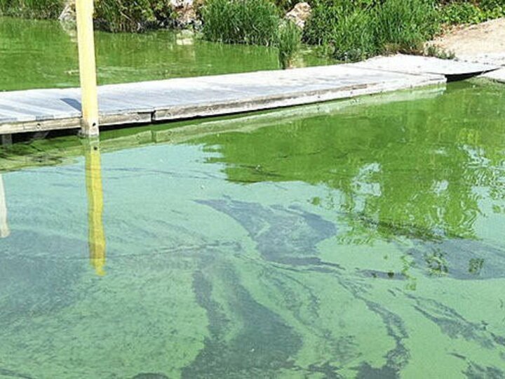 Toxic Algal Bloom