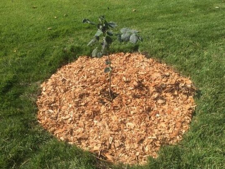 Newly Planted Tree