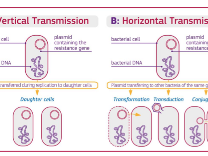 Vertical and horizontal transmission of resistance in bacteria (graphic source: Sonseverino et. al., 2018)