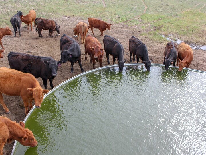 Being able to quickly identify if a problem is occurring with a water source gives producers the opportunity to respond rapidly to correct any issues. Photo credit Troy Walz.