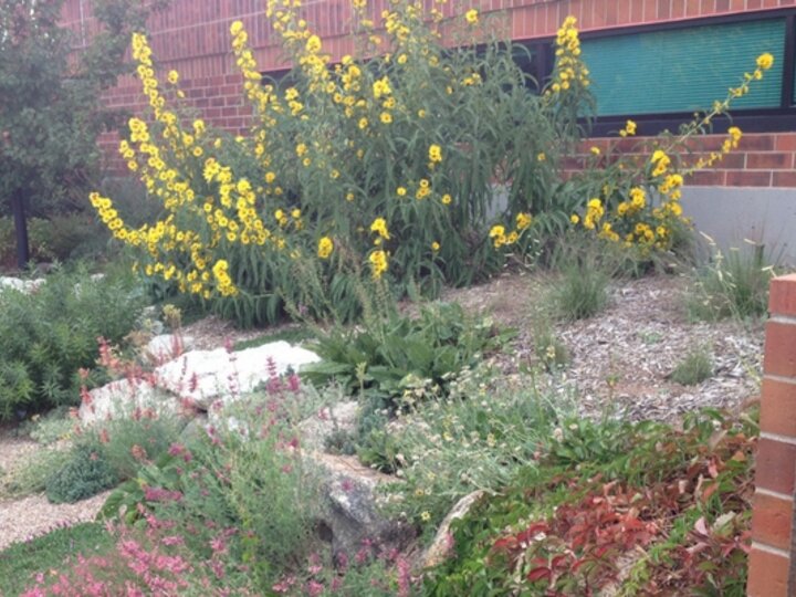 Photo of a Water Wise landscape