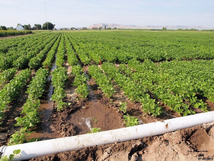 Furrow Irrigation