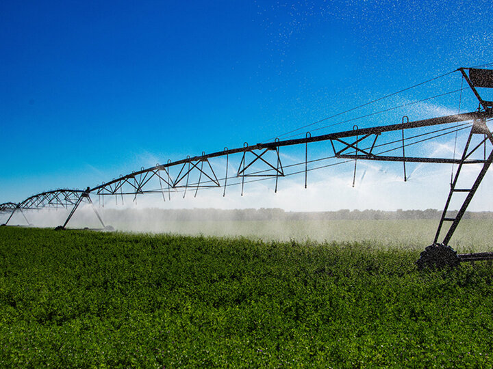 Center pivot sprinkler irrigates a lush green alfalfa field under a clear blue sky as plants mature.