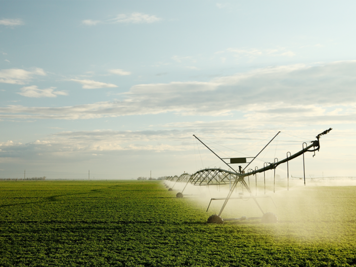 alfalfa field irrigated by center pivot