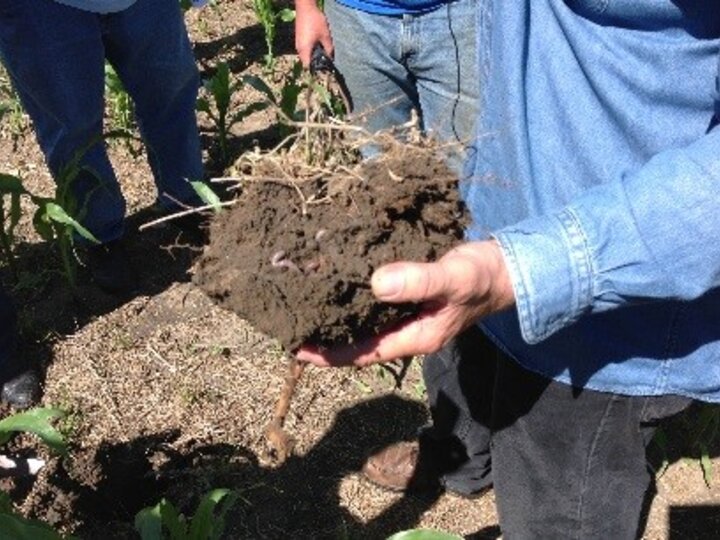 clump of soil showing organic matter