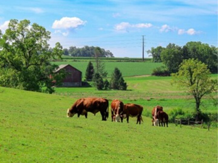 photo of cattle grazing on pasture