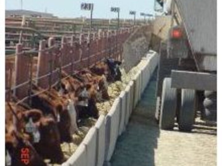 Cattle in a feedlot