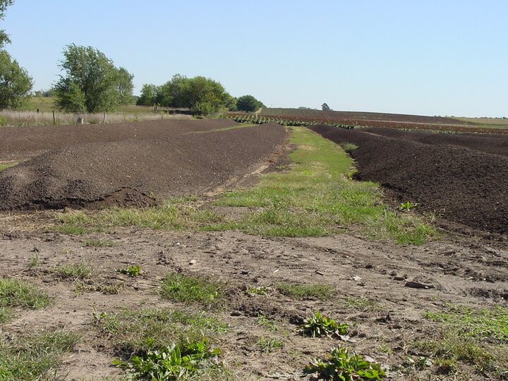 compost windrows