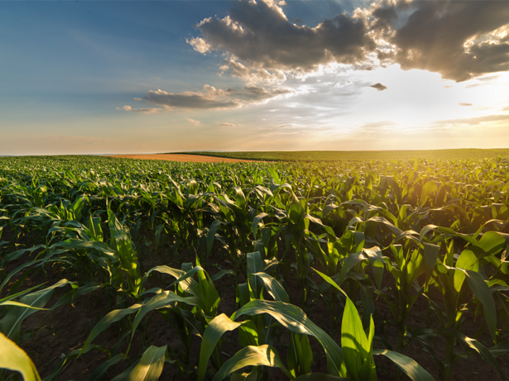 Corn field at sunset
