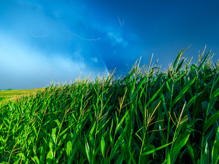 Field of corn.