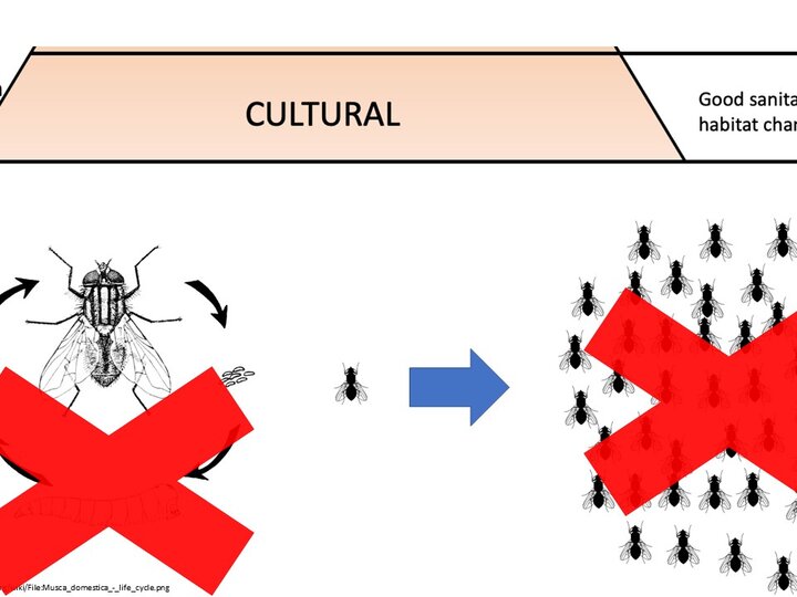 image describing breaking the fly reproductive cycle for control. Image credit Cassandra Olds, Kansas State University.