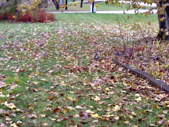 Leaves on the ground