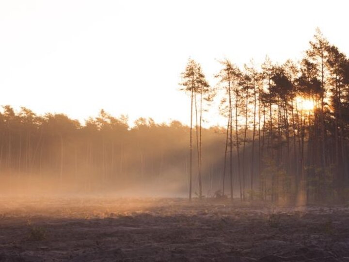 sunlight through trees and prairie