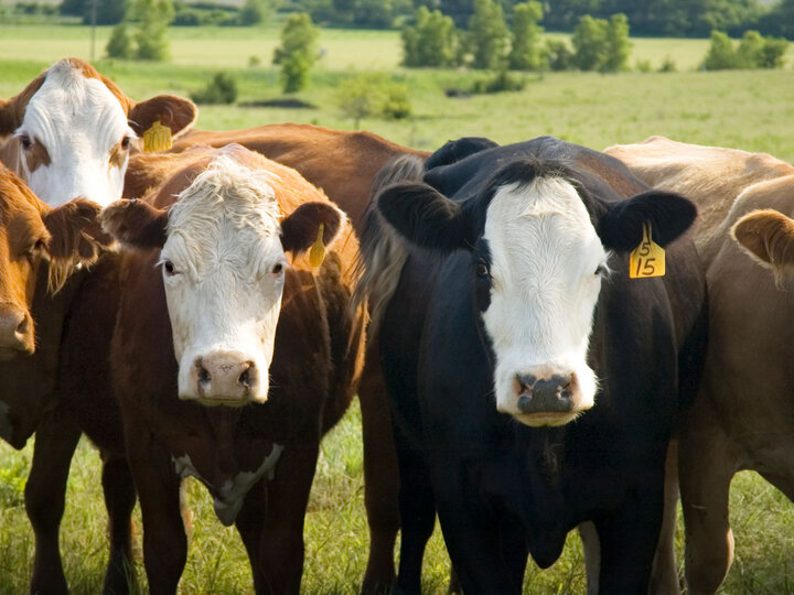 Cows in a field.