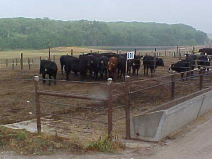  Figure 1. Crowding of cattle around waterers on hot days is common in feedlots and adds to the challenge of ensuring water access to all animals (Courtesy: Dr. Rick Stowell, University of Nebraska, Lincoln).