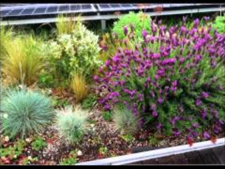 Green Roof Video Thumbnail