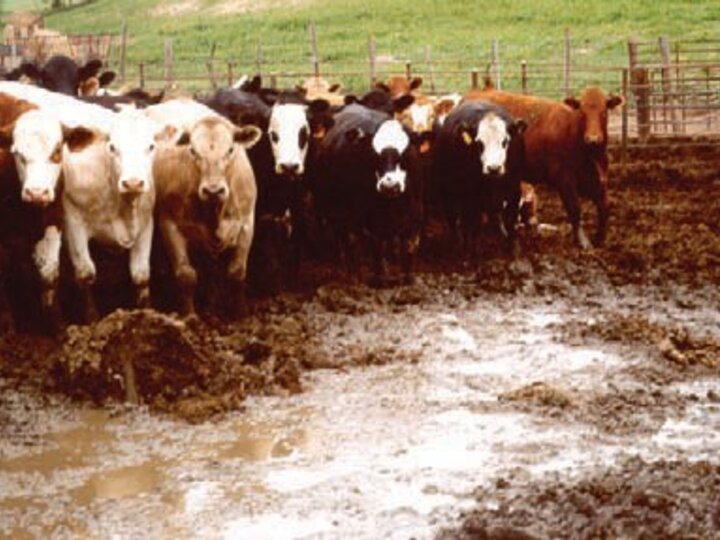 Cattle in a feedlot