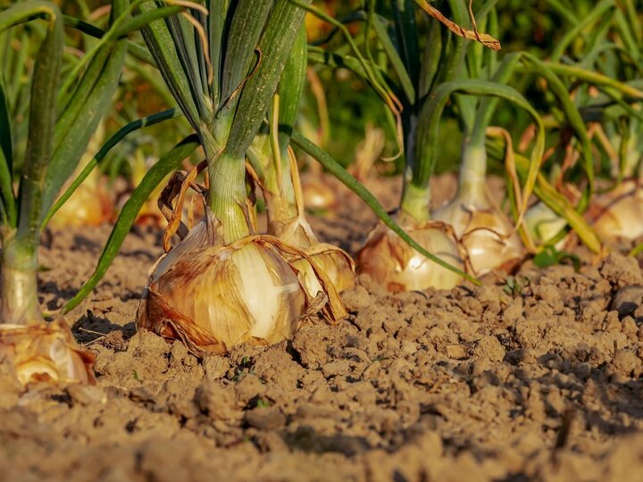 Onions in the garden