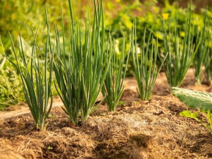 onion garden