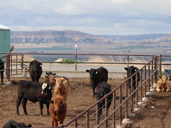 Nebraska Extension hosts drought management webinar for beef producers