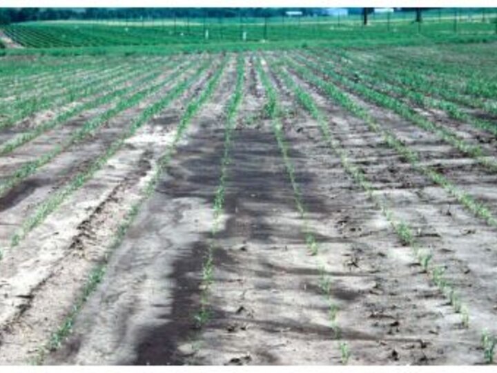 field photo showing results of runoff, crusting