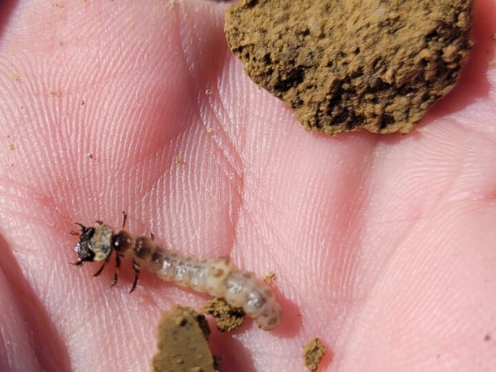 Reintroduction of Salt Creek Tiger Beetle Larvae
