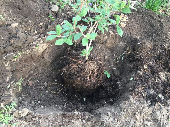 Planting a shrub, Photo by John Fech