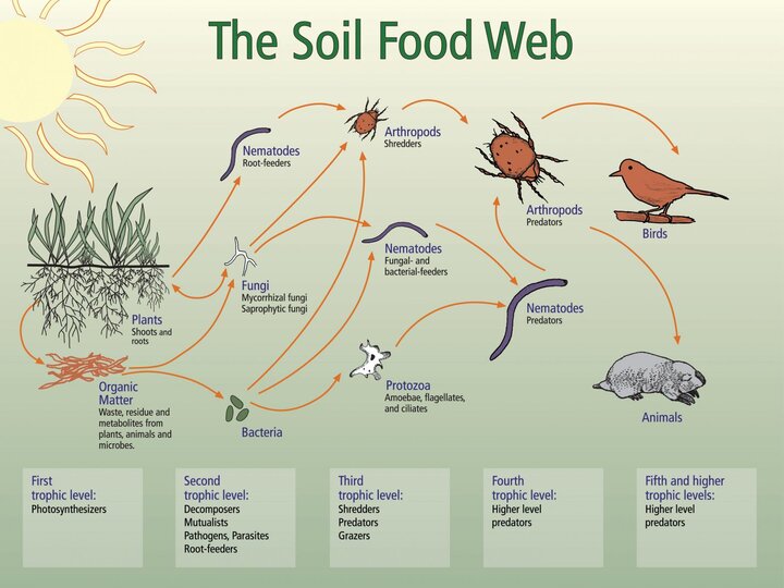 Graphic of The Soil Food Web