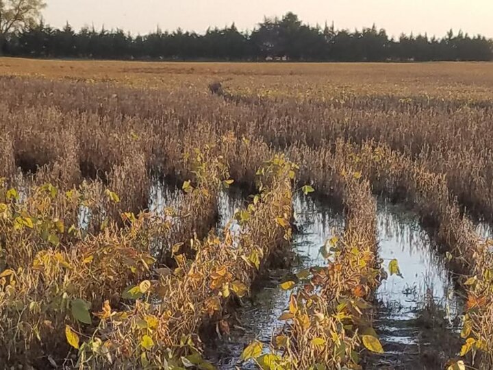 Flooded soybean field in notheast Nebraska