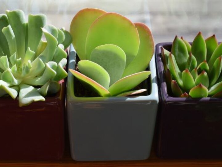 succulents