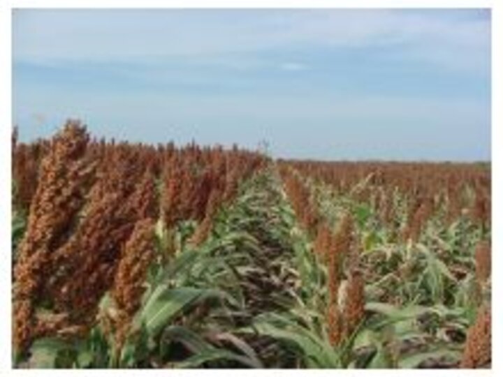 Photo comparing 2 sorghum field rows