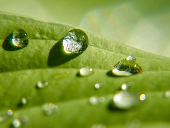 Water droplets