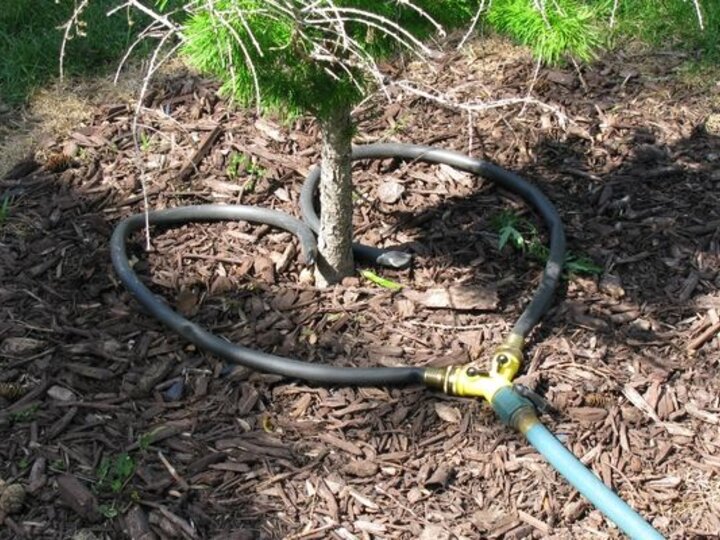 Watering a Tree