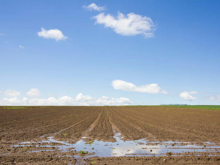 photo of water standing in tire tracks of field