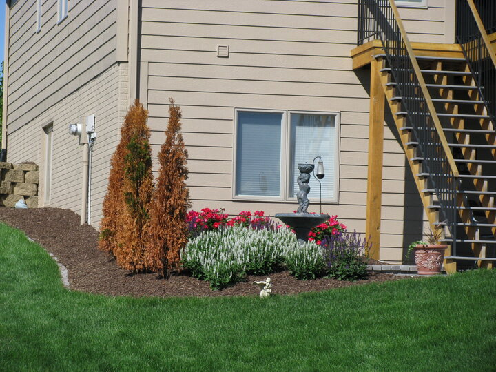 Winter desiccation on arborvitae