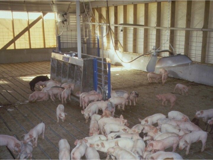 young pigs in a wean-to-finish facility