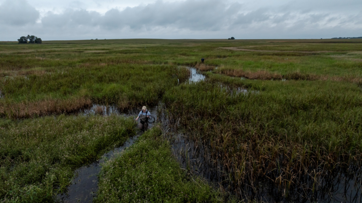 A research technician wades through a playa wetland at Greenhead Wildlife Management Area (WMA). Photo by: Dakota Altman