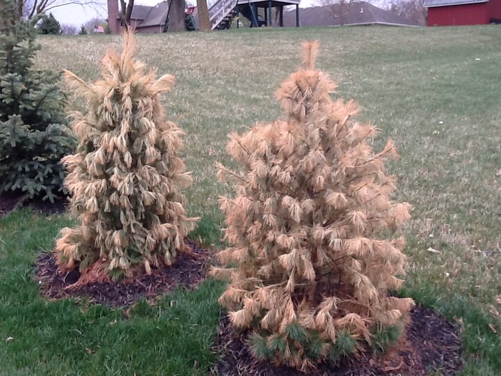 Winter desiccation on evergreens