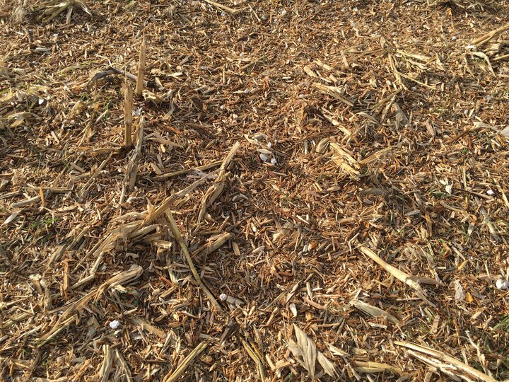 photo of cedar mulch on plots