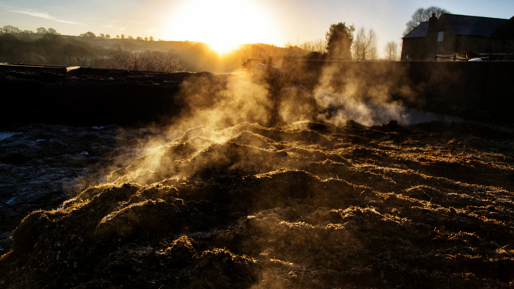 Manure smoking in dawn light